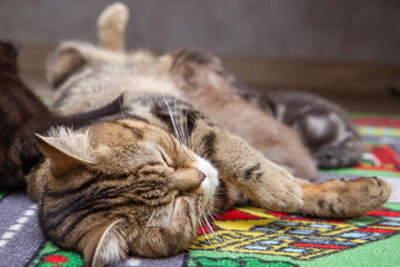 cat feeds kittens milk kittens eat mother's milk