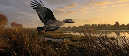 Foto op Canvas duck flying over treed grasslands in the early morning light © olegganko