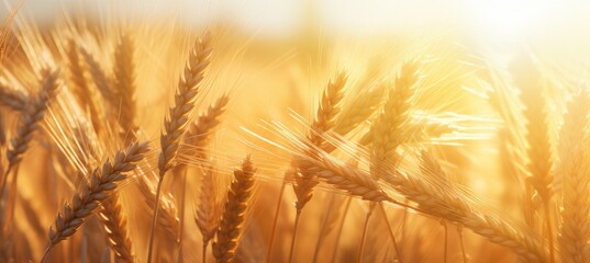 close up of white wheat stalks on a field of grain at sunset