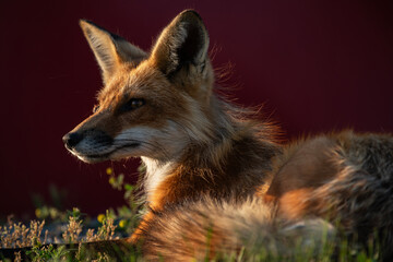 Red Fox