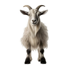 Goat isolated on transparent background 