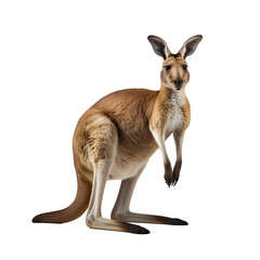 kangaroo isolated png