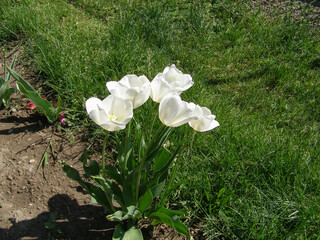 tulip white flower scient. name Tulipa gesneriana