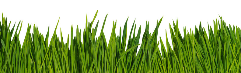 Close up image of thick green grass isolated on transparent background.