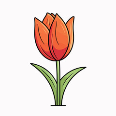 Tulip flat vector illustration. Tulip cartoon hand drawing isolated vector illustration.