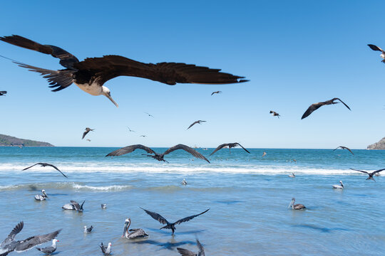 seagulls, pelicans and gannets eating fish on the beach, seabird concept