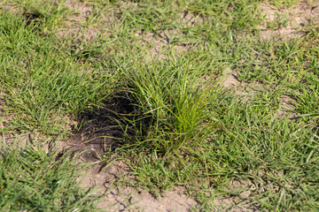 Engine oil stain on green grass