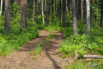 Rolled road in a pine forest on a background of green grass