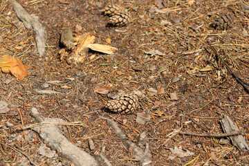 Pine cone on the ground in the forest of central Ukraine