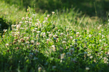 Clovers Of Trifolium Pratense Grow On Meadow In Summer Close Up. 
