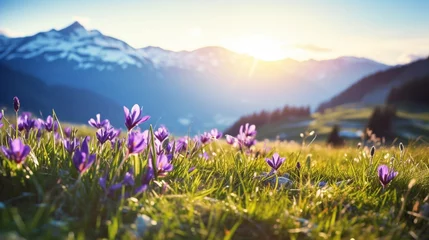  copy space, stockphoto, beautiful alpine meadow with wild purple narcisses during spring time, warm morning light. View on wild crocus flowers in the alps during sunrise. Early morning alpine langscap © Dirk