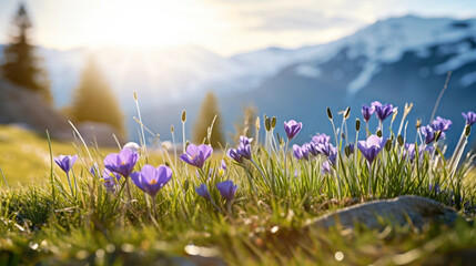 copy space, stockphoto, beautiful alpine meadow with wild purple narcisses during spring time, warm...