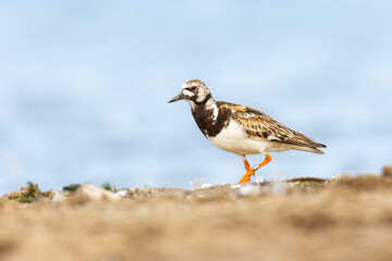 Close-up of the ruddy turnstone (Arenaria interpres), black , brown and white wader (wading bird) 