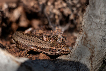 A small brown lizard basks in the tree hole of a walnut. Three photos stacking with software.