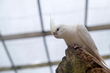Albino Cockatiel Looking Down from a Tree in a large Enclosure