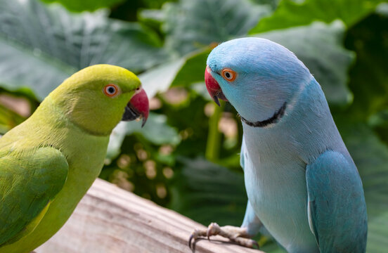 Two Ringneck Parakeets Confronting Eachother in a Bird Sanctuary