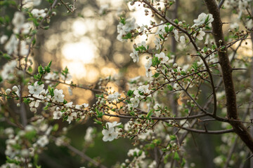 Felt cherry blossoms in the spring in the yard. Budding on a garden tree. Cherry blossoms in the rays of the setting sun.