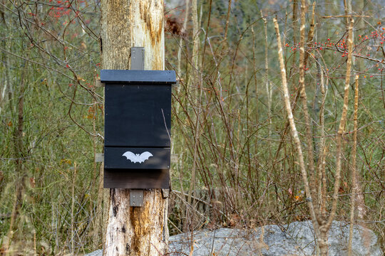 A black wooden bat box hangs from a tree in the forest to provide shelter for bats
