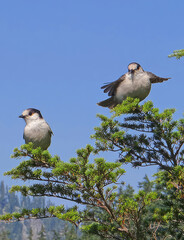 Gray Jay (Perisoreus canadensis)