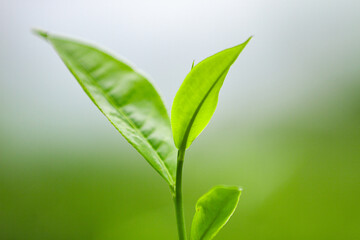 green tea leaf closeup (pucuk daun teh hijau)