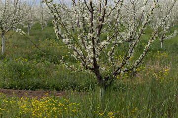Obraz premium Plum orchard in the flowering period. White and yellow flowers in spring.