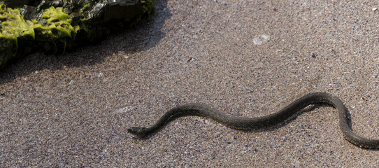 Natrix tessellata. The dice snake is a European non venomous snake belonging to the family...