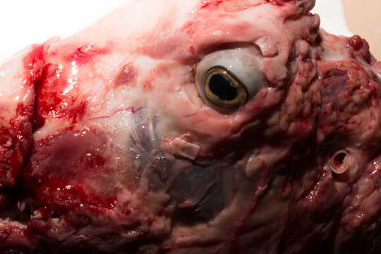 Sheep meat in water. The head of the animal without the skin. The eye of a slaughtered animal. Price for meat-eating.