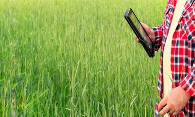 A man agronomist checks young ears of wheat, holds a tablet in his hands to make notes.