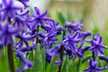 purple hyacinths after rain in the garden