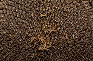 Helianthus, sunflower close-up. Ripe agricultural crop, before harvesting.
