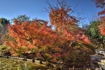 梅宮大社の紅葉