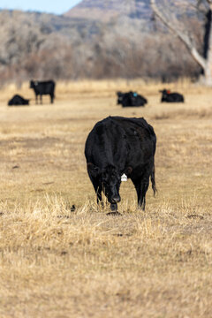 Vertical Image of Black Colorado Cattle