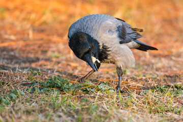 A Hungry Crow is Enjoying Its Meal on a Frozen Field at Sunrise