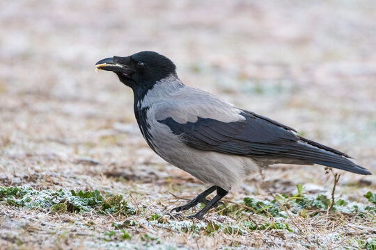 A Crow Is Standing on a Frozen Field with a Bread Crumb in Its Beak