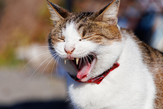 大あくびする海の家の猫。

日本国神奈川県三浦市、荒井浜海水浴場にて。

A cat yawning loudly in beach house.　

Araihama Beach, Miura, Kanagawa, Japan,
Photo Taken December 2, 2023.
