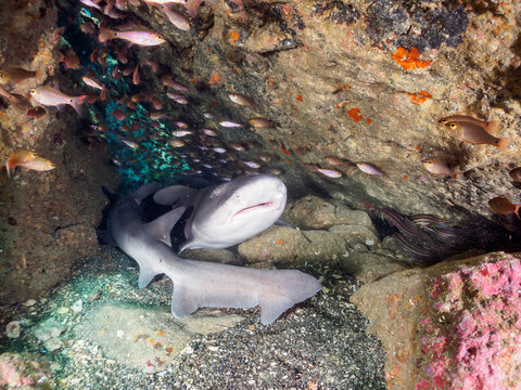 クロホシイシモチの大群の中にいる、洞窟で寝ている大きな美しいドチザメ（メジロザメ目ドチザメ科）の群れ。

日本国神奈川県三浦市、荒井浜海水浴場にて。
2023年12月2日水中撮影。

A school of big beautiful Banded Houndsharks (family Doradoidae, order of white sharks) sleeping in a cave a