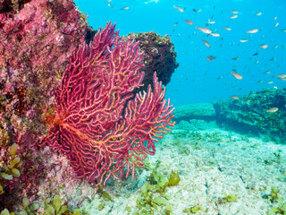 美しいフトヤギ（ソフトコーラル）の群生とクロホシイシモチ（テンジクダイ科科）の幼魚の群れ他。

日本国神奈川県三浦市、荒井浜海水浴場にて。
2023年12月2日水中撮影。

A beautiful school of Pseudorasbora (soft coral) and a school of juvenile Spotnape cardinalfish(family Pseudorasb