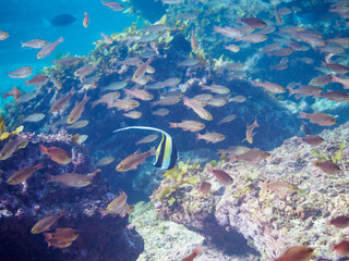 クロホシイシモチの大群の中にいる、美しいツノダシ（ツノダシ科）の群れ。

日本国神奈川県三浦市、荒井浜海水浴場にて。
2023年12月2日水中撮影。

A school of beautiful Moorish Idol (Hornwort family) sleeping in a cave amidst a large school of Spotnape cardinalfish.

Ara