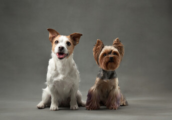 A lively Jack Russell Terrier and a composed Yorkshire Terrier dogs pose in a studio setting, showcasing their contrasting personalities and breeds with a joyful demeanor
