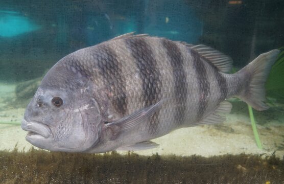 Close up of a sheepshead swimming inside an aquarium