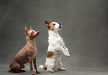 An American Hairless Terrier and a Jack Russell Terrier dogs pose together, a study in contrasts....