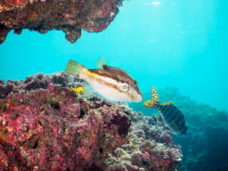 猛毒だが美しいキタマクラ（フグ科）。

日本国神奈川県三浦市、荒井浜海水浴場にて。
2023年12月2日水中撮影。

The poisonous but beautiful Scribbled Toby (Pufferfish family).

Araihama Beach, Miura, Kanagawa, Japan,
Photo Taken December 2, 2023.
