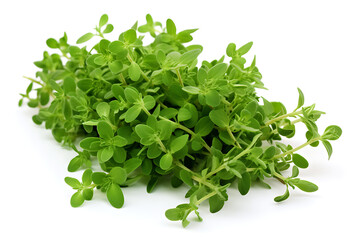 Obraz premium Fresh Green Thyme Close-Up