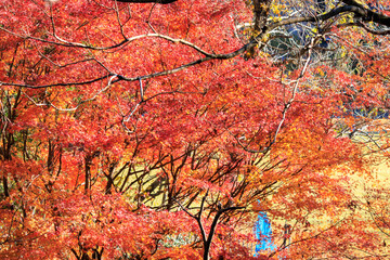 鮮やかな美しい紅葉。

日本国神奈川県相模原市、早戸川林道にて。
2023年12月3日撮影。

Vivid and beautiful autumn foliage.

At Hayatogawa forest road, Sagamihara, Kanagawa, Japan,
photo by December 3, 2023.
