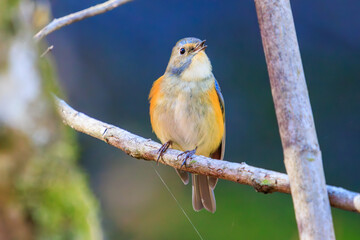 幸せの青い鳥、可愛いルリビタキ（ヒタキ科）。

日本国神奈川県相模原市、早戸川林道にて。
2023年12月3日撮影。

A happy blue bird, the lovely Red-flanked Bluetail (family Bewick's flycatcher).

At Hayatogawa forest road, Sagamihara, Kanagawa, Japan,
ph