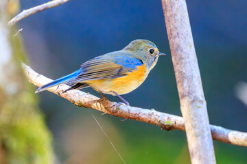 幸せの青い鳥、可愛いルリビタキ（ヒタキ科）。

日本国神奈川県相模原市、早戸川林道にて。
2023年12月3日撮影。

A happy blue bird, the lovely Red-flanked Bluetail (family Bewick's flycatcher).

At Hayatogawa forest road, Sagamihara, Kanagawa, Japan,
ph