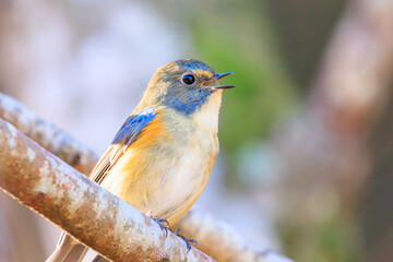 幸せの青い鳥、可愛いルリビタキ（ヒタキ科）。

日本国神奈川県相模原市、早戸川林道にて。
2023年12月3日撮影。

A happy blue bird, the lovely Red-flanked Bluetail (family Bewick's flycatcher).

At Hayatogawa forest road, Sagamihara, Kanagawa, Japan,
ph