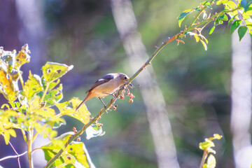 木の実を食べる可愛いジョウビタキ（ヒタキ科）。

日本国神奈川県相模原市、早戸川林道にて。
2023年12月3日撮影。

A Lovely Daurian Redstart (family Eupatoridae) eating nuts.

At Hayatogawa forest road, Sagamihara, Kanagawa, Japan,
photo by December 3, 2