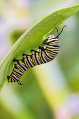 Brightly colored yellow, black, and white striped monarch caterpillar foraging.