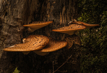 Ideal for a book about How to Identify and Gather Wild Mushrooms and Other Fungi. Polyporus...